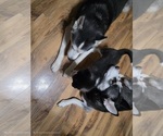 Small #8 Siberian Husky