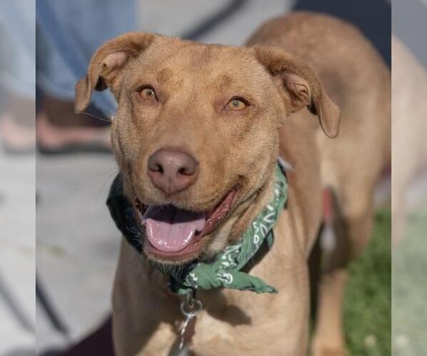 Medium Photo #17 Labrador Retriever-Unknown Mix Puppy For Sale in San Diego, CA, USA