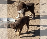 Small #18 Miniature Australian Shepherd