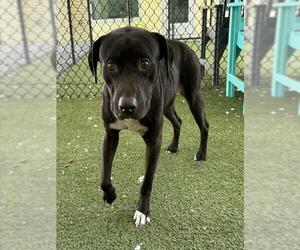 Labrador Retriever-Unknown Mix Dogs for adoption in Tavares, FL, USA