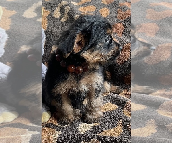 Medium Photo #2 Yorkshire Terrier Puppy For Sale in TRACY, CA, USA