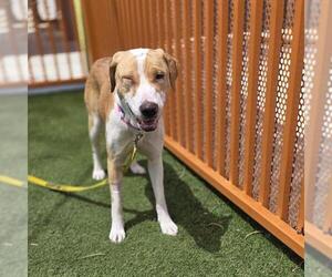 Mutt Dogs for adoption in Las Vegas, NV, USA