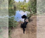 Small #3 Labrador Retriever Mix