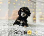 Small Photo #5 Poodle (Toy) Puppy For Sale in COOKEVILLE, TN, USA