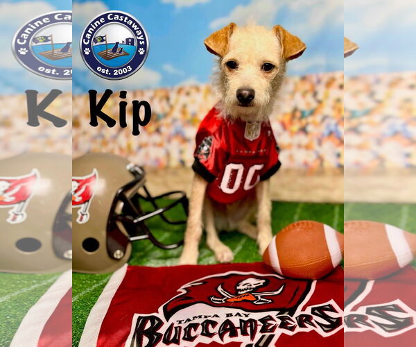 Medium Photo #5 Poodle (Miniature)-Unknown Mix Puppy For Sale in Arcadia, FL, USA