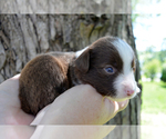 Small Photo #3 Miniature Australian Shepherd Puppy For Sale in TERRE HAUTE, IN, USA