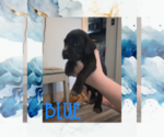 Puppy Puppy 2 German Shorthaired Weimaraner