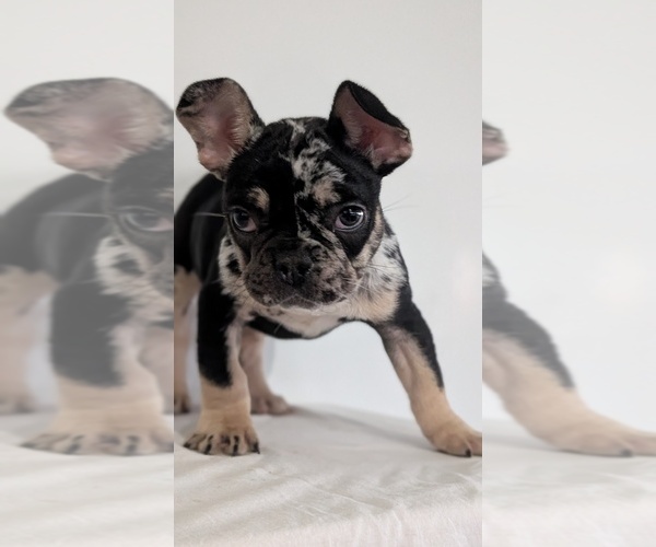 Medium Photo #2 French Bulldog Puppy For Sale in GOSHEN, IN, USA