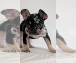 Small #1 French Bulldog
