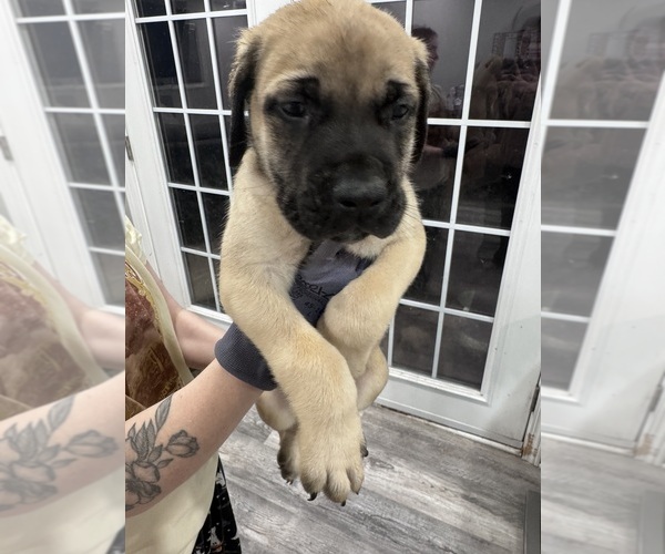 Medium Photo #4 Mastiff Puppy For Sale in CHESTERTON, IN, USA