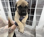 Small #3 Mastiff