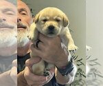 Small Photo #147 Labrador Retriever Puppy For Sale in HIGH POINT, NC, USA