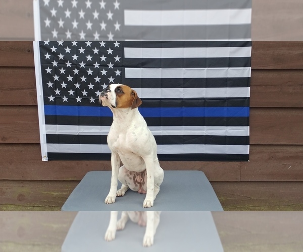 Medium Photo #1 Boxer Puppy For Sale in BISMARCK, AR, USA