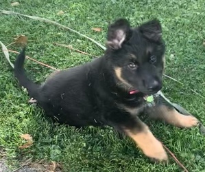 German Shepherd Dog Puppy for sale in HORICON, WI, USA