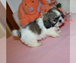 Shih Tzu Puppy for sale in THAYER, KS, USA