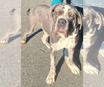Small #1 Neapolitan Mastiff Mix