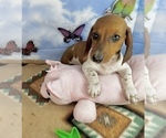 Small #4 Dachshund