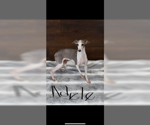 Italian Greyhound-Unknown Mix Dogs for adoption in Farmington, MN, USA