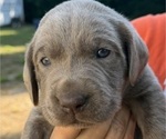 Puppy 1 Labrador Retriever