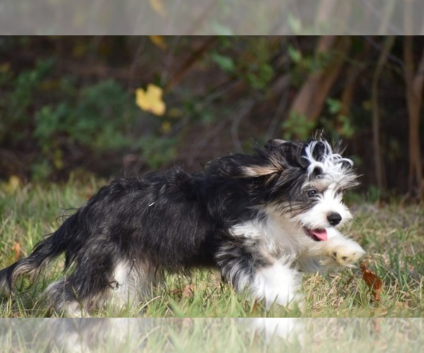 Medium Photo #3 Auss-Tzu Puppy For Sale in PALM COAST, FL, USA