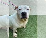Small #1 American Pit Bull Terrier