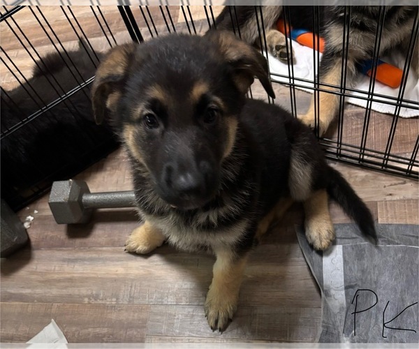 Medium Photo #1 German Shepherd Dog Puppy For Sale in SACRAMENTO, CA, USA