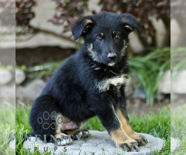 Medium Photo #1 Australian Shepherd-German Shepherd Dog Mix Puppy For Sale in BIRD IN HAND, PA, USA