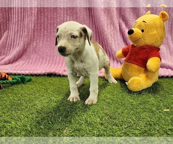 Medium Photo #7 Catahoula Leopard Dog Puppy For Sale in CUMBY, TX, USA