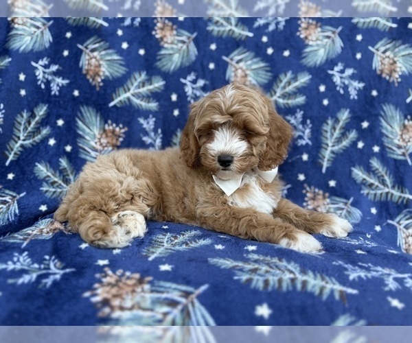 Medium Photo #4 Cock-A-Poo Puppy For Sale in LAKELAND, FL, USA
