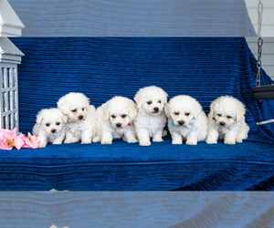 Bichon Frise Puppy for sale in WAKARUSA, IN, USA