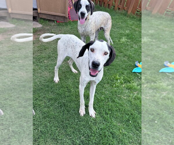Medium Photo #3 Great Dane-Unknown Mix Puppy For Sale in Bullard, TX, USA