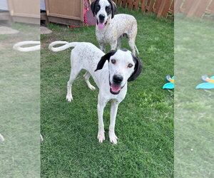 Belle - Female Great Dane-Unknown Mix Dog for Adoption - Photo #3