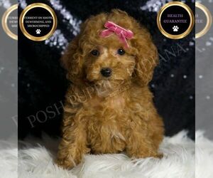 Poodle (Toy) Puppy for sale in WARSAW, IN, USA