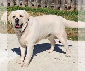 Father of the Labrador Retriever puppies born on 12/18/2025