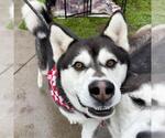 Small #2 Alusky
