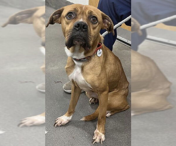 Medium Photo #1 Boxer-Unknown Mix Puppy For Sale in Forestville, MD, USA