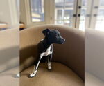 Small #2 Rat Terrier Mix