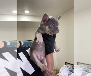 French Bulldog Puppy for sale in MIAMI, FL, USA