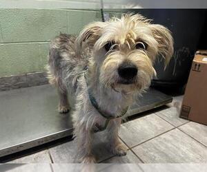 Miniature Schnauzer-Unknown Mix Dogs for adoption in Grand Prairie, TX, USA