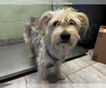 Small Miniature Schnauzer Mix