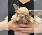 Puppy Vanilla French Bulldog