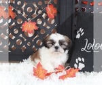 Image preview for Ad Listing. Nickname: Noah