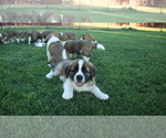 Small Photo #4 Saint Bernard Puppy For Sale in KENNEWICK, WA, USA