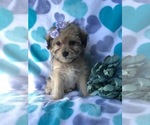 Small Photo #1 Schnoodle (Miniature) Puppy For Sale in LAKELAND, FL, USA