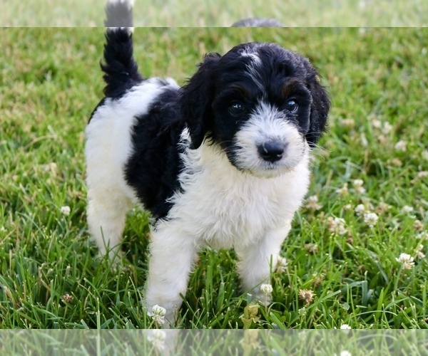 Medium Photo #5 Bernedoodle Puppy For Sale in KNOB NOSTER, MO, USA