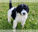 Small #4 Bernedoodle