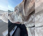 Small #1 Bulldog-Pointer Mix