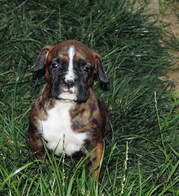 Medium Photo #1 Boxer Puppy For Sale in ALBANY, OR, USA