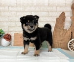 Small Photo #1 Shiba Inu Puppy For Sale in WASHINGTON, DC, USA