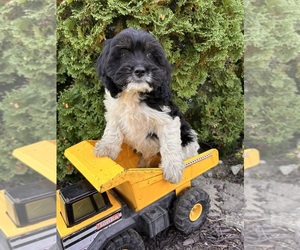 Cockapoo Puppy for sale in MIDDLEBURY, IN, USA